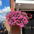 🔥Last Day 50% OFF🔥UV Resistant Artificial Petunias Flowers