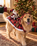 ✨Last Day 50% OFF✨Santa Sleigh Dog Costume