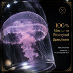 The Oceanic Phantom | Hand-Preserved Real Jellyfish Wet Specimen in Glass Vial
