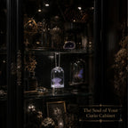 The Oceanic Phantom | Hand-Preserved Real Jellyfish Wet Specimen in Glass Vial